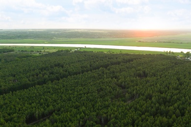 Image of Beautiful aerial view of conifer forest at sunset