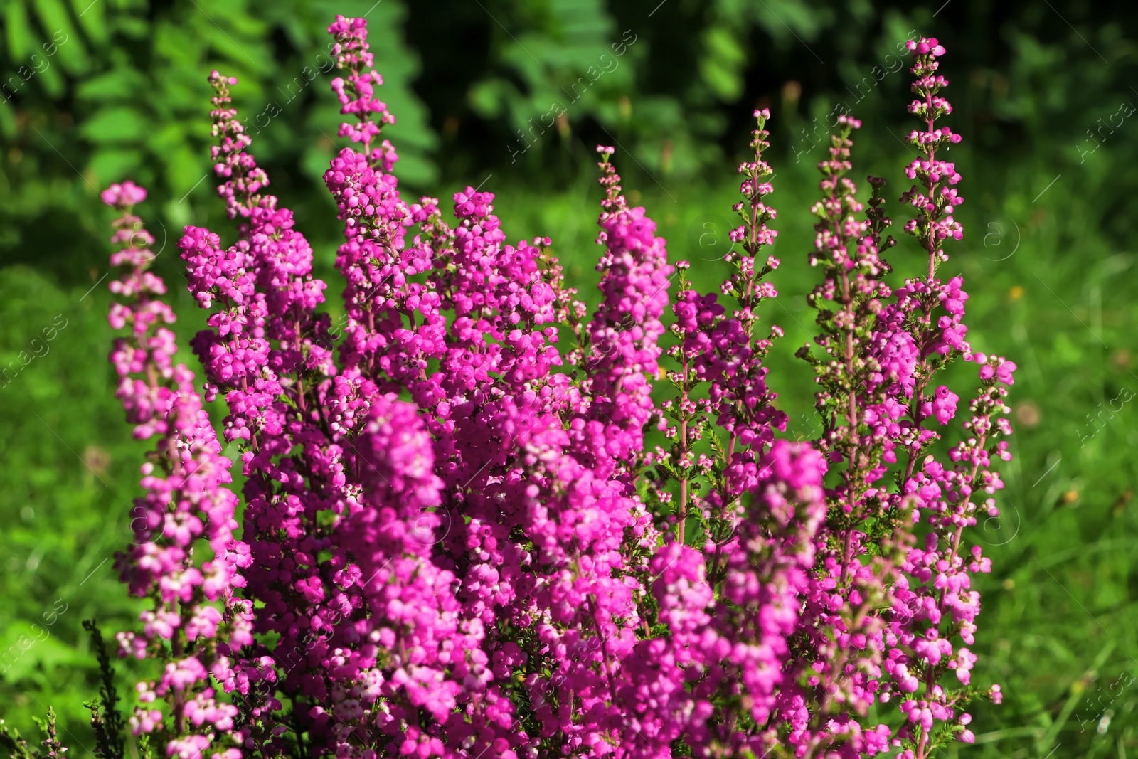 Photo of Heather shrub with beautiful blooming flowers outdoors on sunny day, closeup