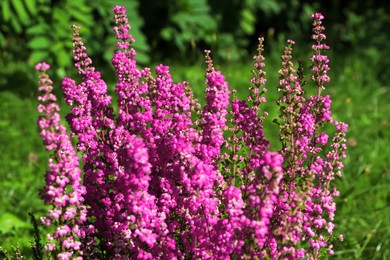 Photo of Heather shrub with beautiful blooming flowers outdoors on sunny day, closeup