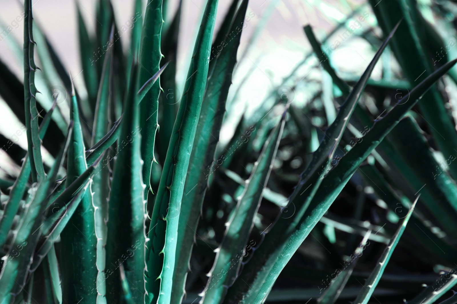 Photo of Closeup view of beautiful Agave plant growing outdoors