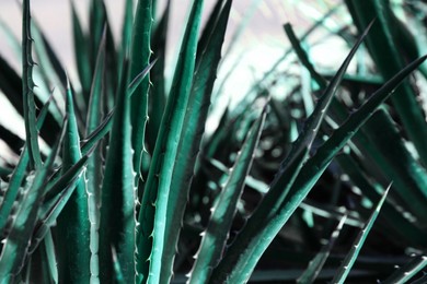 Closeup view of beautiful Agave plant growing outdoors