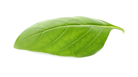 Photo of Fresh green basil leaf on white background