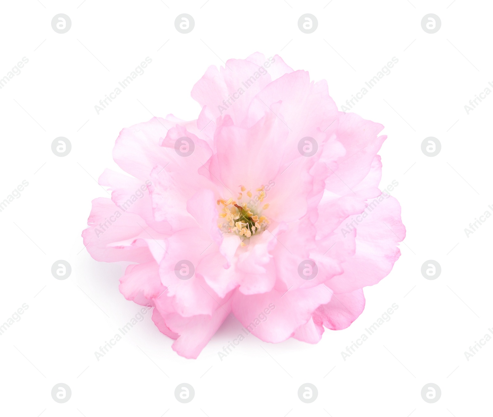 Photo of Beautiful pink sakura blossom isolated on white