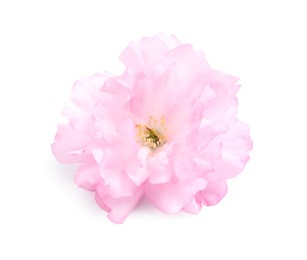 Photo of Beautiful pink sakura blossom isolated on white