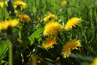 Photo of Beautiful bright yellow dandelions in green grass on sunny day, closeup