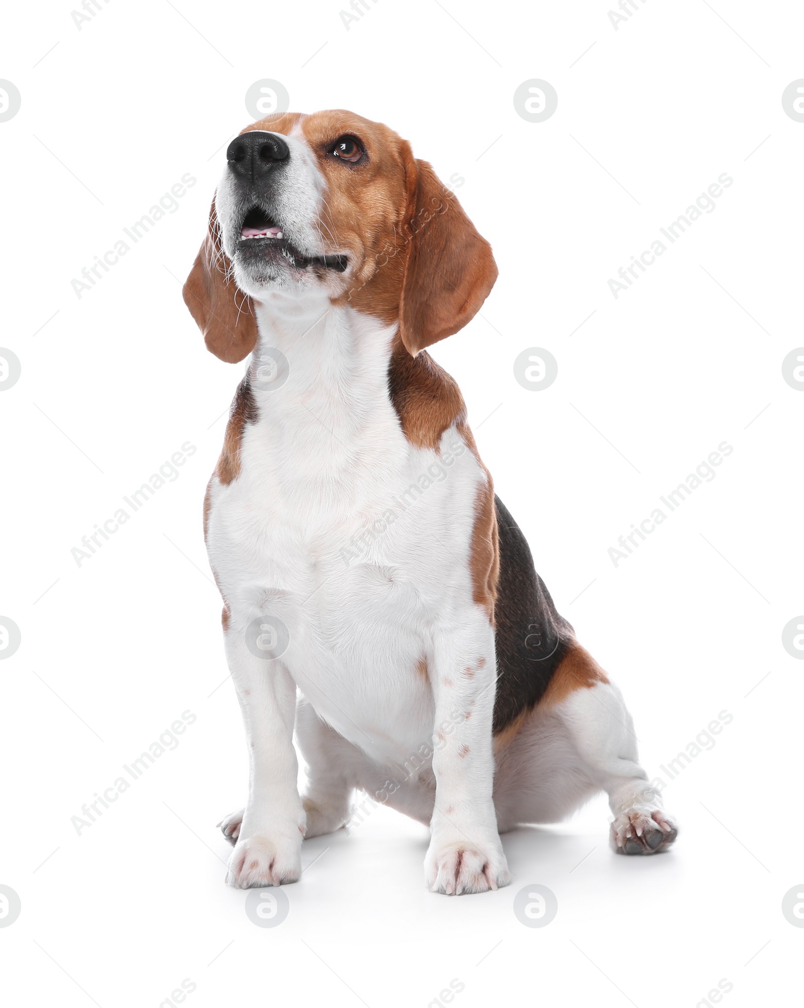 Photo of Beautiful beagle dog on white background. Adorable pet