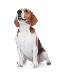 Photo of Beautiful beagle dog on white background. Adorable pet