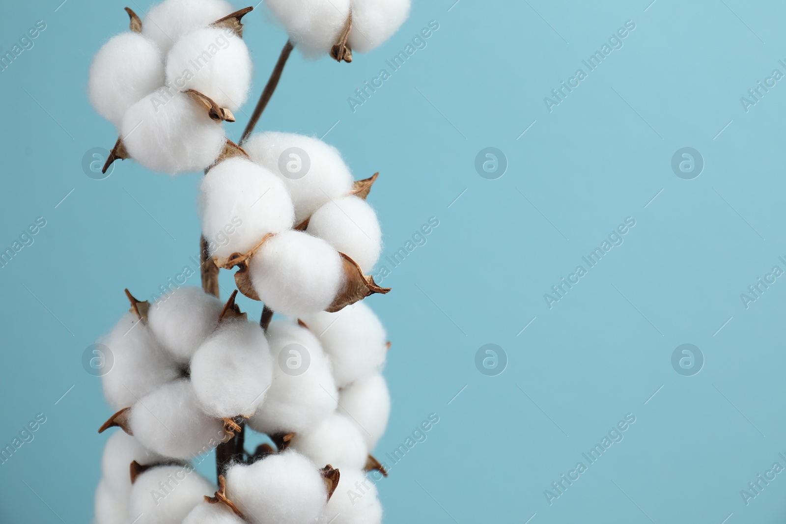 Photo of Beautiful cotton branch with fluffy flowers on light blue background, closeup. Space for text