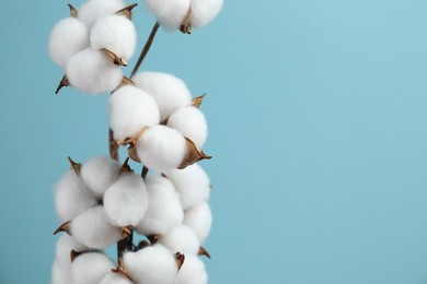 Photo of Beautiful cotton branch with fluffy flowers on light blue background, closeup. Space for text