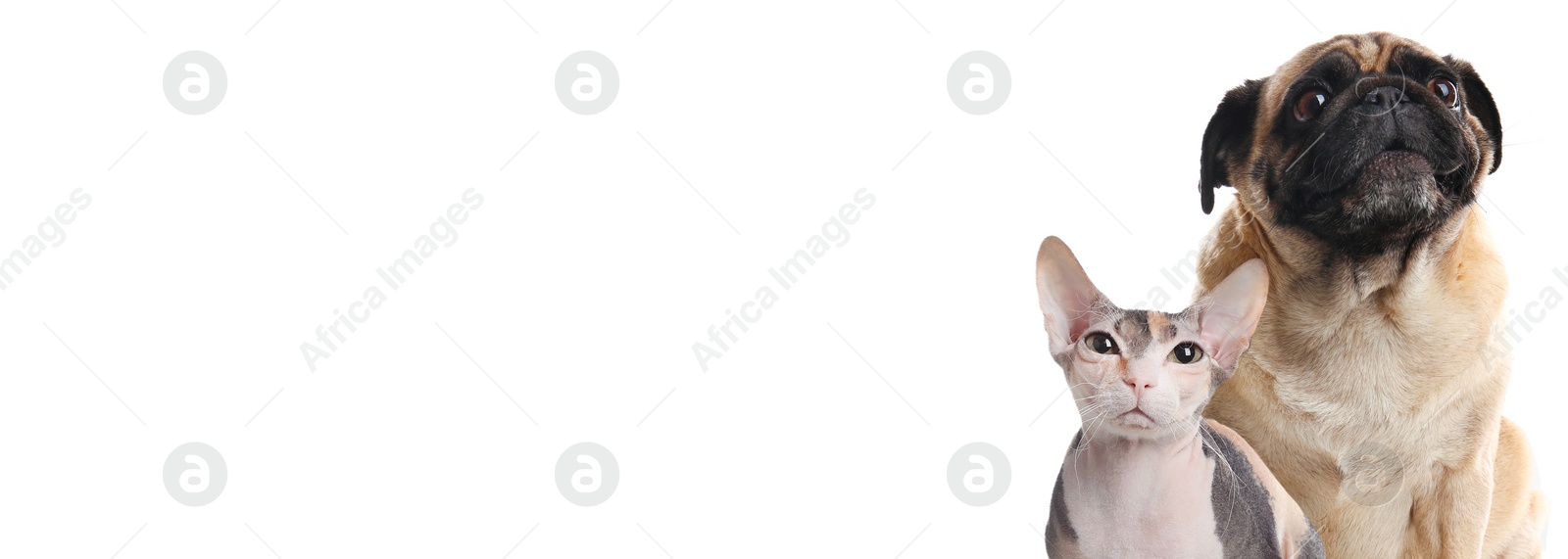 Image of Adorable Sphynx cat and cute pug dog on white background. Banner design with space for text