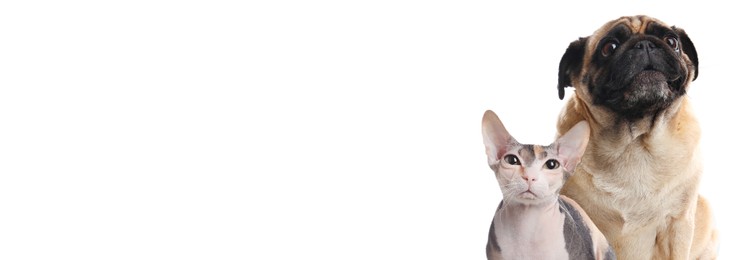 Image of Adorable Sphynx cat and cute pug dog on white background. Banner design with space for text