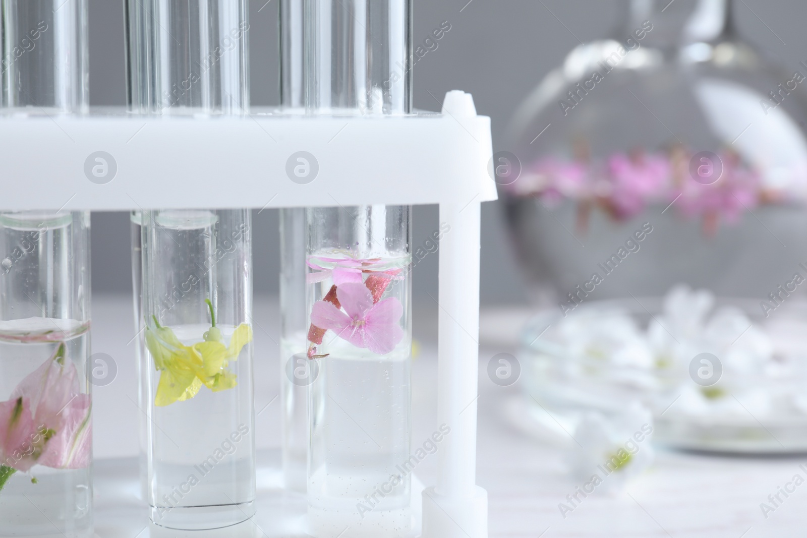 Photo of Test tubes with flowers in laboratory, closeup. Extracting essential oil for perfumery and cosmetics