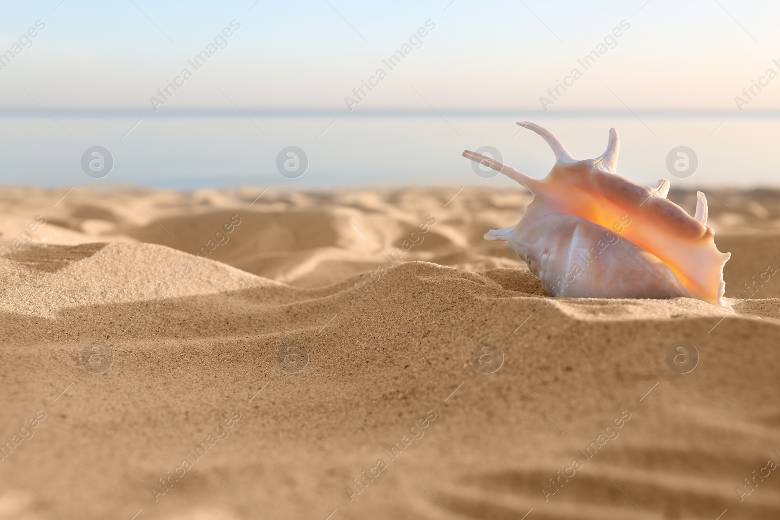 Photo of Sandy beach with beautiful shell near sea on sunny summer day. Space for text