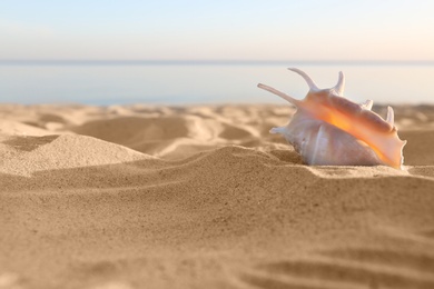 Photo of Sandy beach with beautiful shell near sea on sunny summer day. Space for text