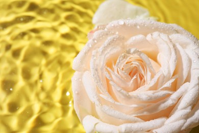 Photo of Beautiful rose in water on pale yellow background, closeup. Space for text