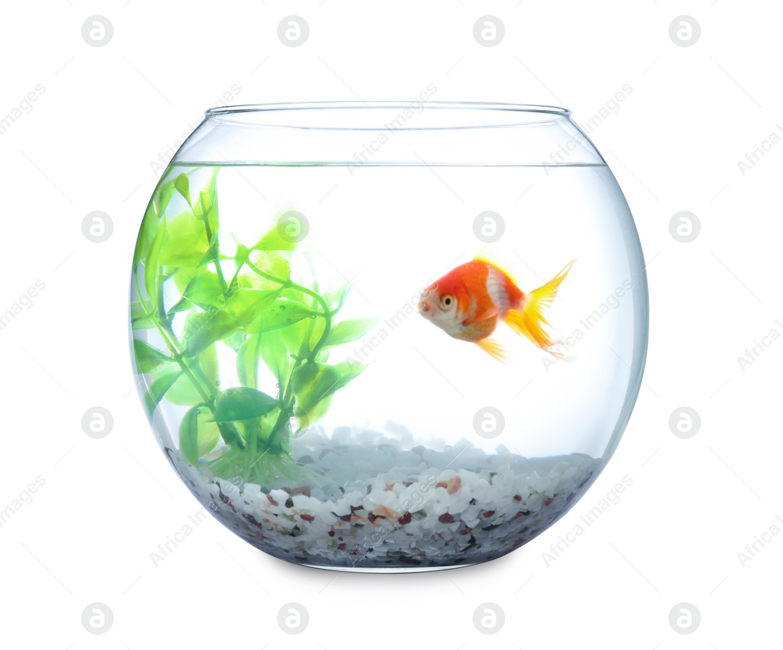 Photo of Beautiful bright small goldfish in round glass aquarium isolated on white