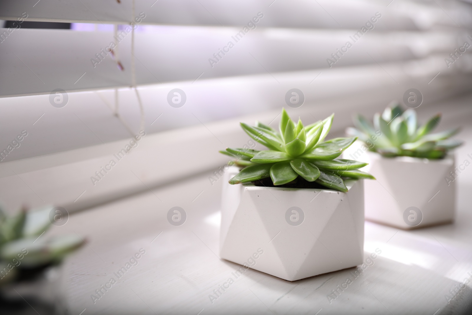 Photo of Beautiful potted succulents on white window sill Space for text