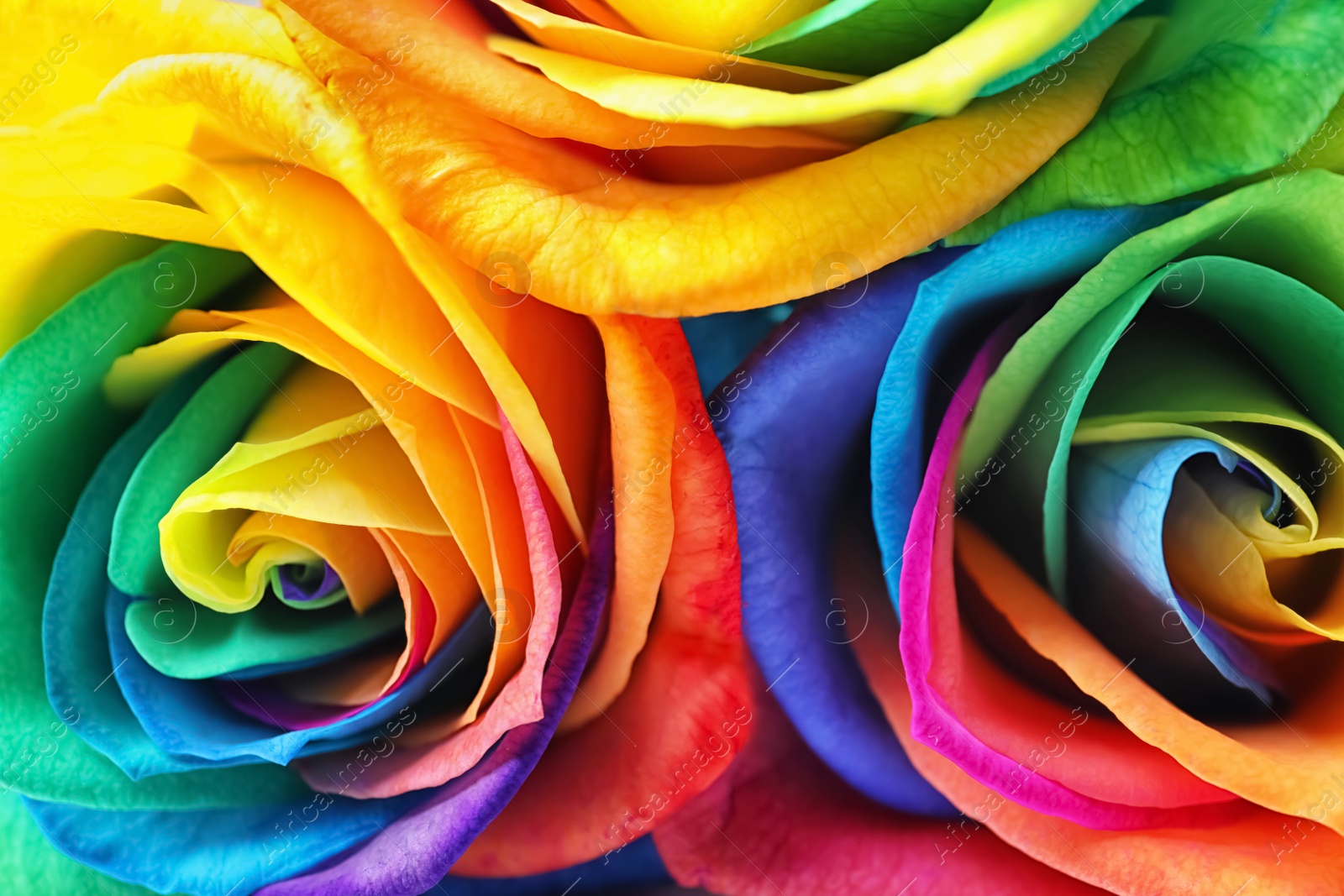 Photo of Amazing rainbow rose flowers, closeup