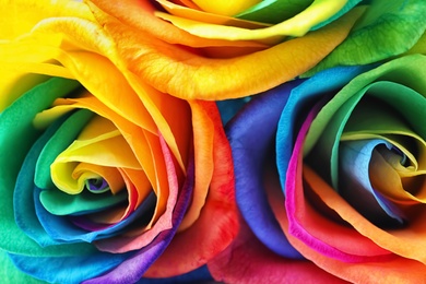 Photo of Amazing rainbow rose flowers, closeup