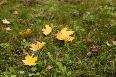 Fallen yellow leaves on grass in autumn