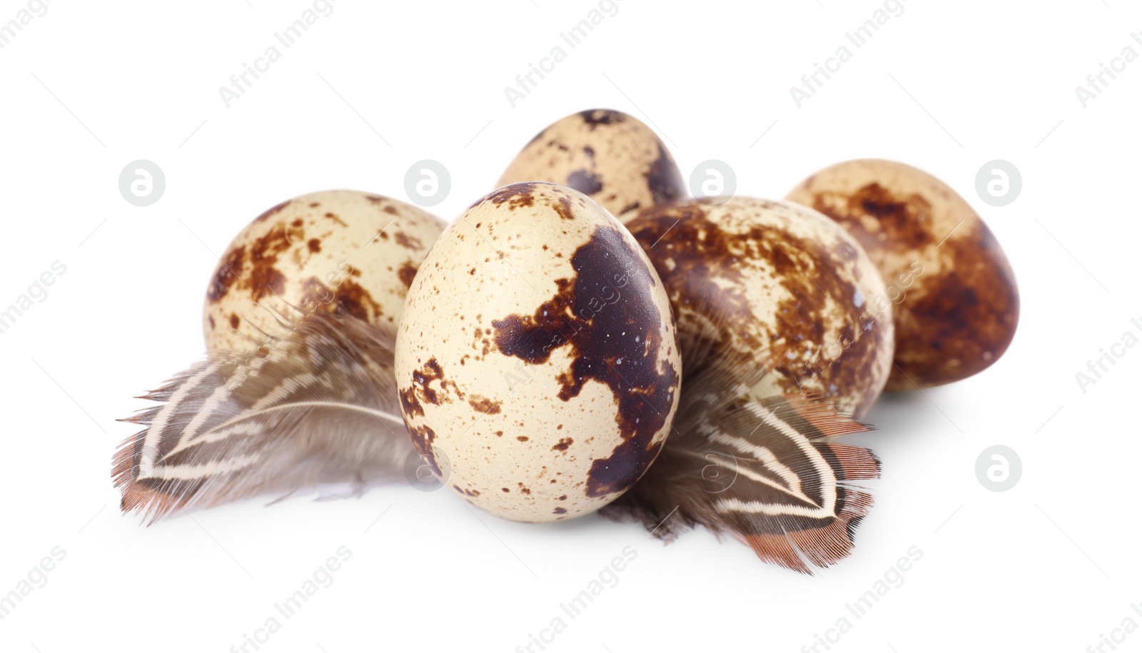 Photo of Speckled quail eggs and feathers isolated on white