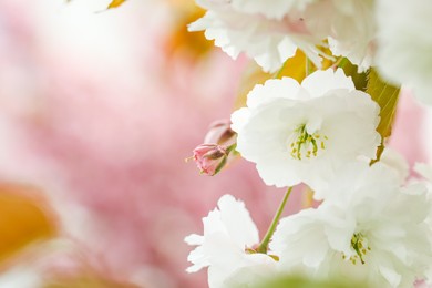 Photo of Beautiful white flowers of blossoming sakura tree, closeup. Space for text