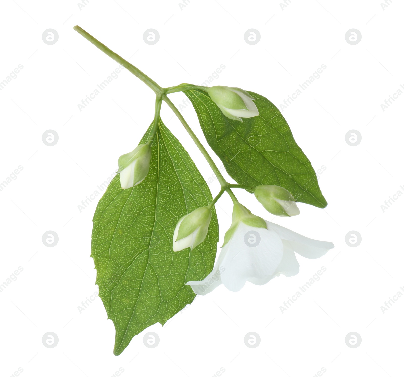 Photo of Branch of jasmine flower, buds and leaves isolated on white