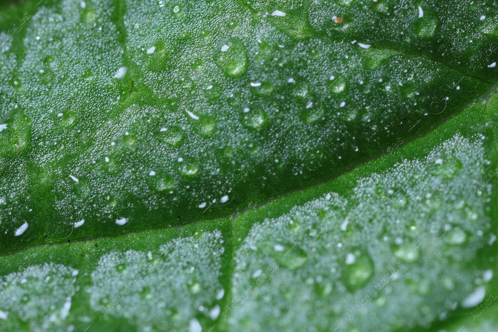 Photo of Texture of green leaf with water drops as background, macro view
