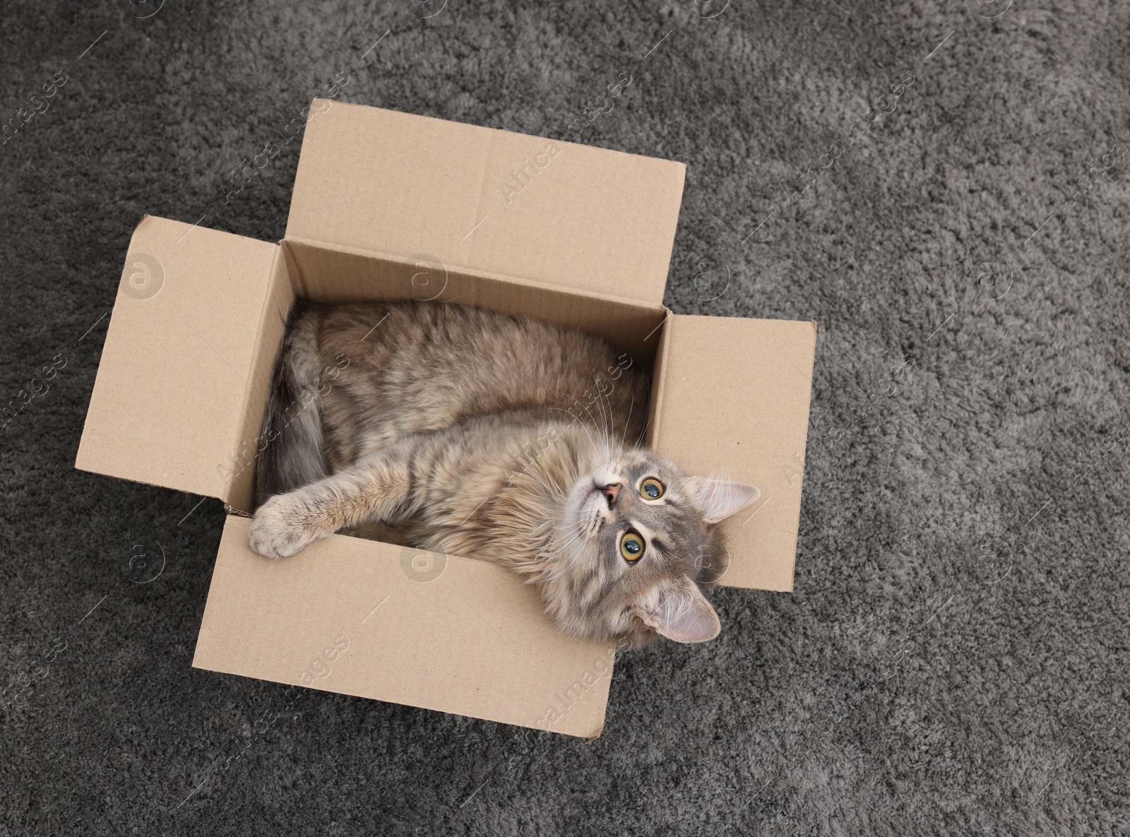 Photo of Cute fluffy cat in cardboard box on carpet, top view