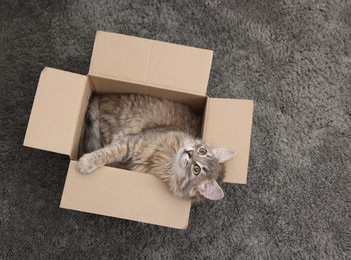 Cute fluffy cat in cardboard box on carpet, top view