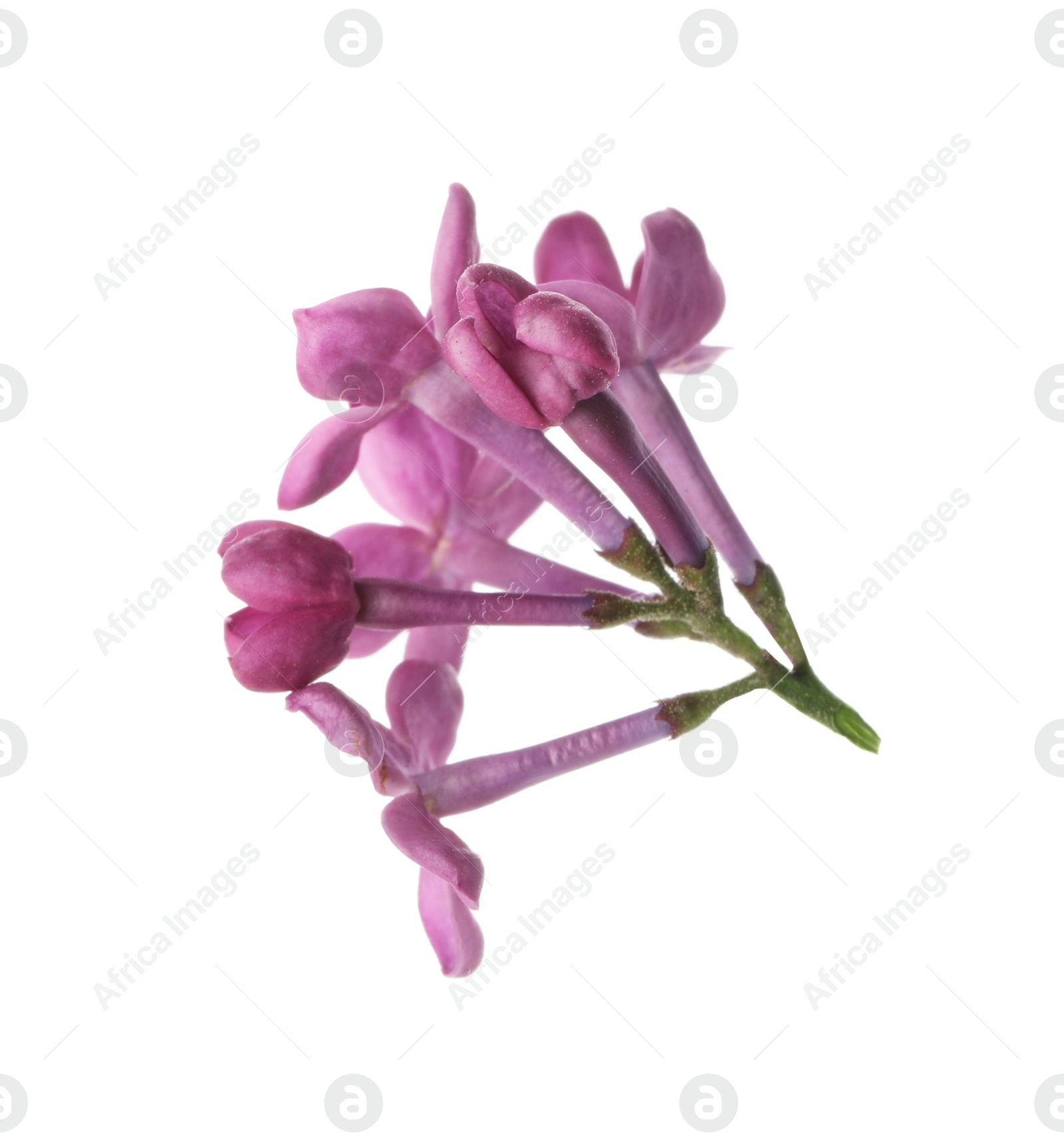 Photo of Beautiful purple lilac blossom isolated on white