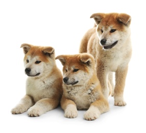 Photo of Cute akita inu puppies isolated on white