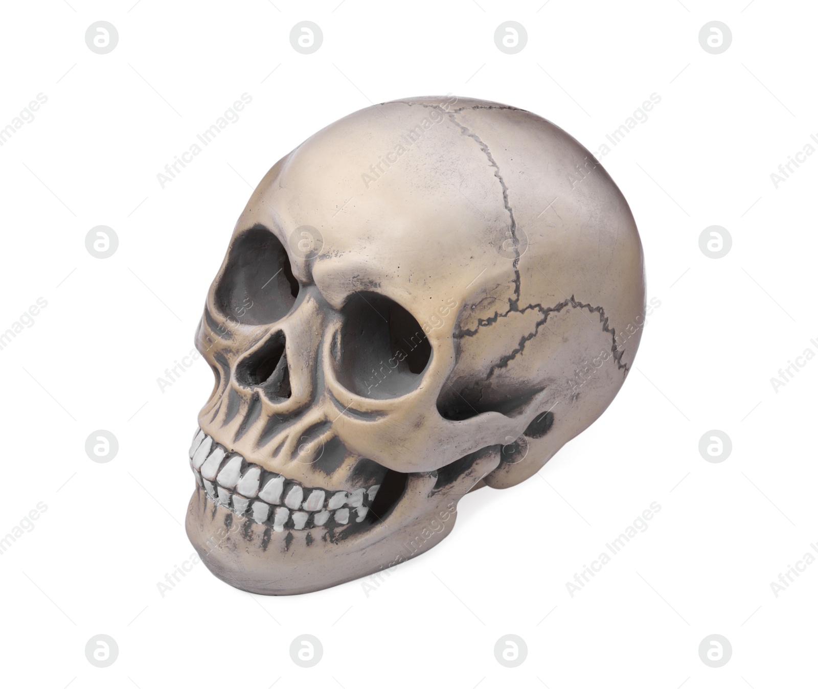 Photo of Human skull with teeth isolated on white