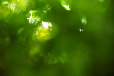 Photo of Abstract nature green background with bokeh effect