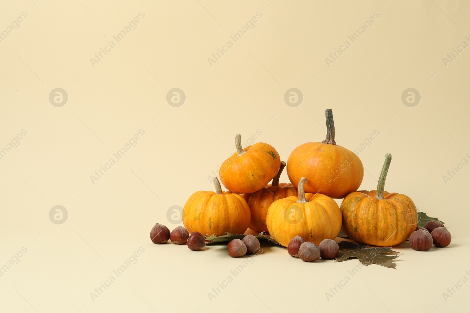 Photo of Thanksgiving day. Beautiful composition with pumpkins on beige background, space for text