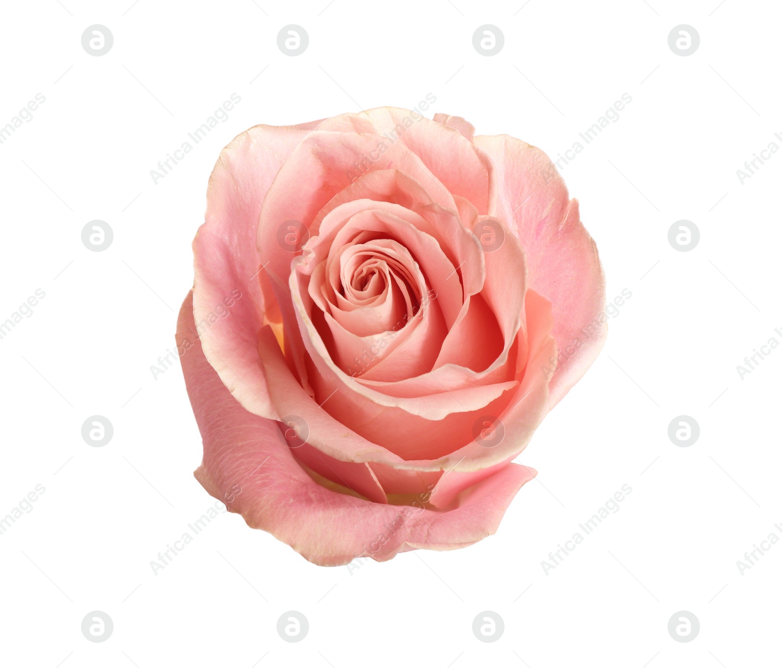 Photo of Beautiful pink rose on white background. Perfect gift