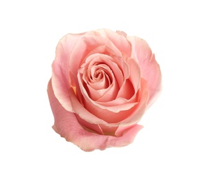 Beautiful pink rose on white background. Perfect gift