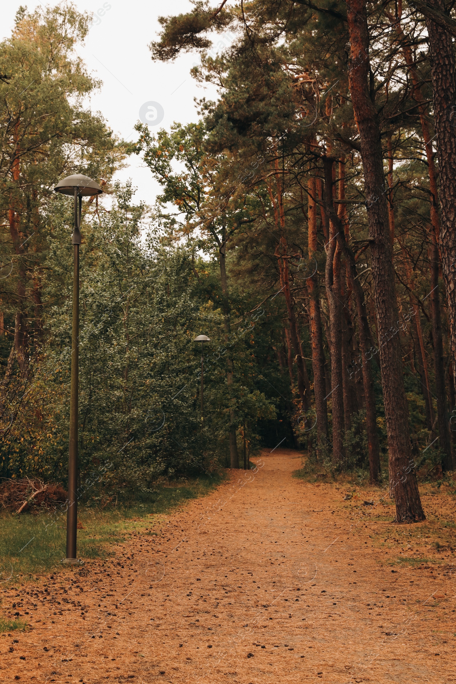 Photo of Many beautiful trees and pathway with fallen leaves in autumn park