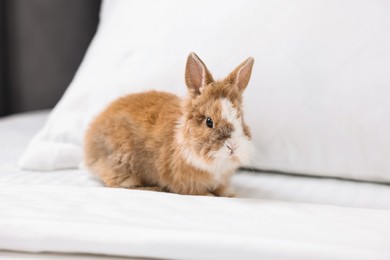 Photo of Cute fluffy pet rabbit on comfortable bed