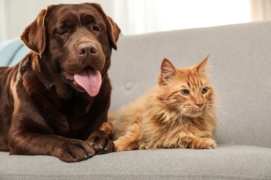 Photo of Cat and dog together on sofa indoors. Fluffy friends