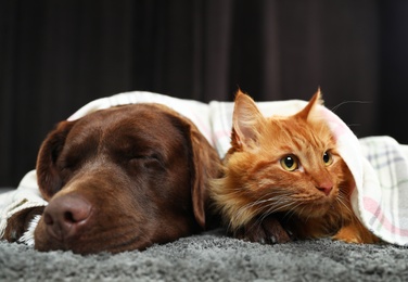 Adorable cat and dog lying under plaid on floor. Warm and cozy winter