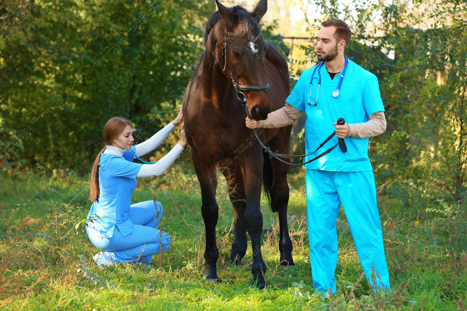 Photo of Veterinarians in uniform examining beautiful brown horse outdoors