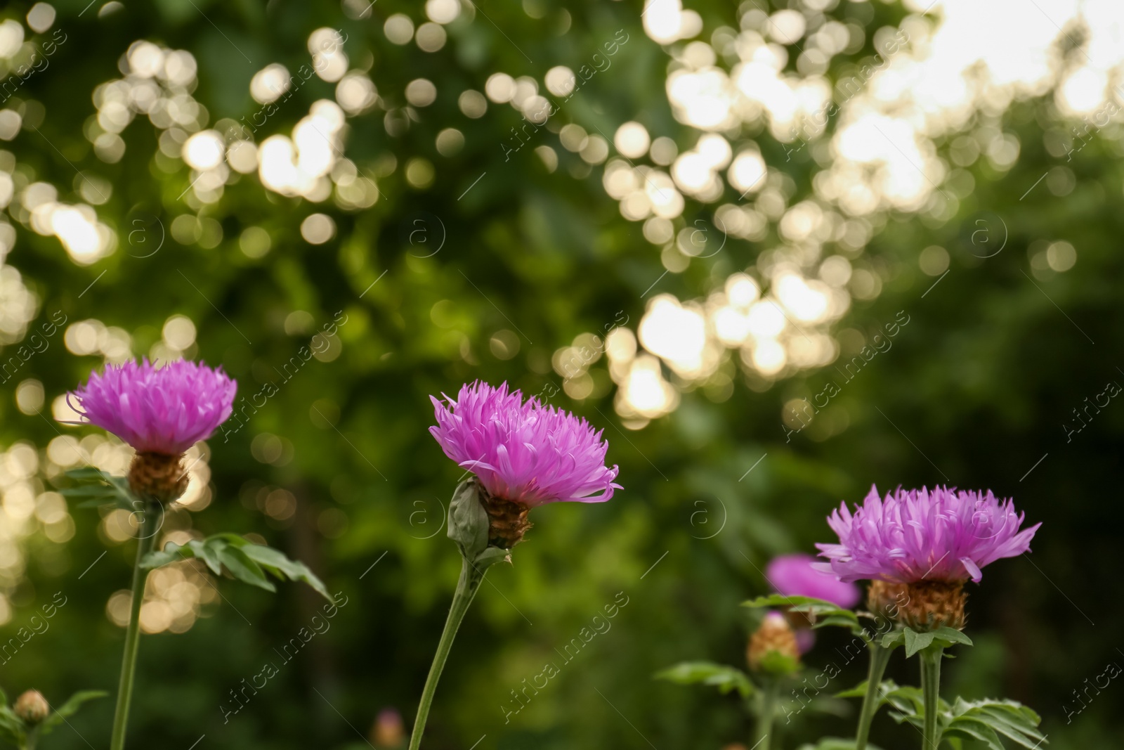 Photo of Beautiful blooming purple cornflowers growing outdoors, closeup