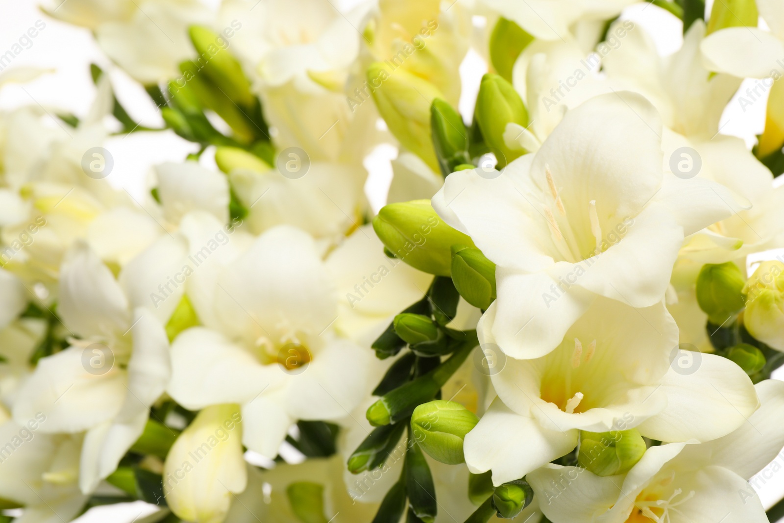 Photo of Closeup view of beautiful white freesia flowers