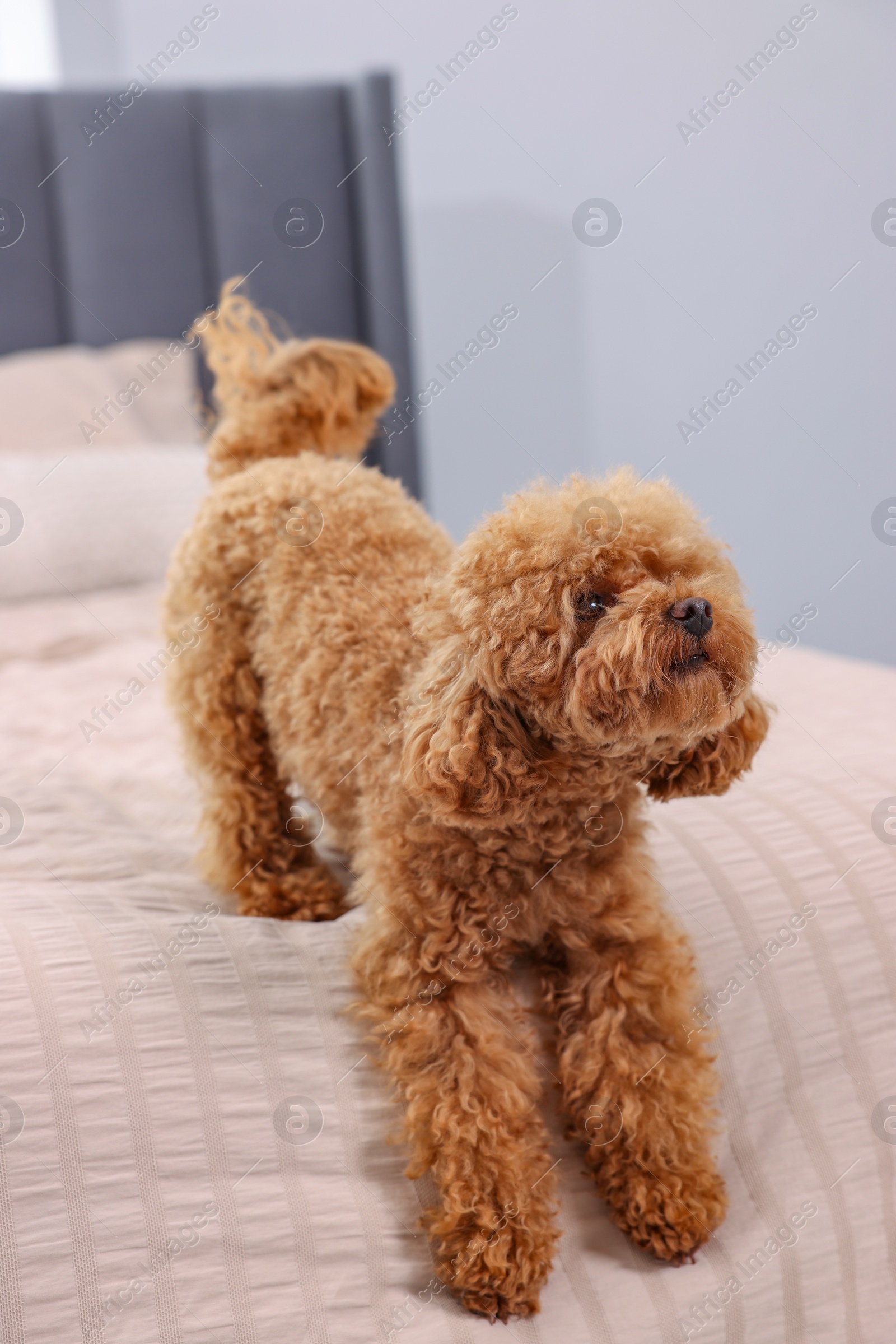 Photo of Cute Maltipoo dog on soft bed at home. Lovely pet