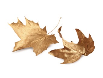 Two golden maple leaves isolated on white. Autumn season