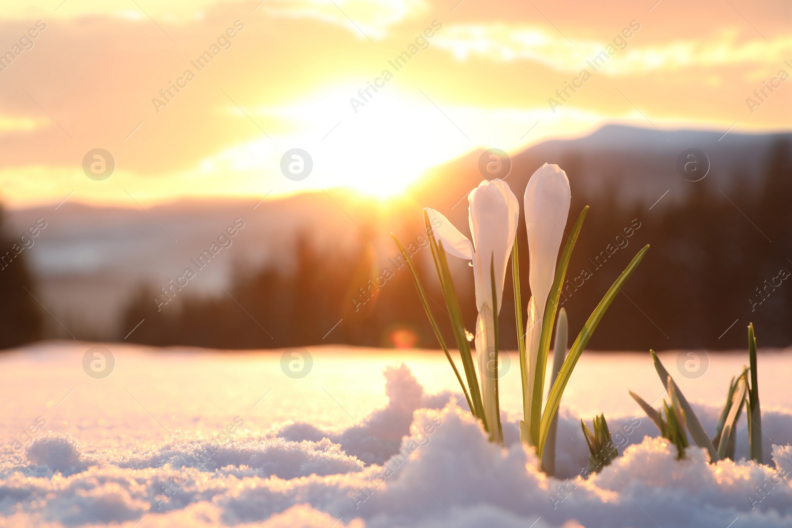 Photo of Beautiful crocuses growing through snow, space for text. First spring flowers