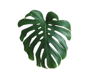 Photo of Green fresh monstera leaf isolated on white. Tropical plant