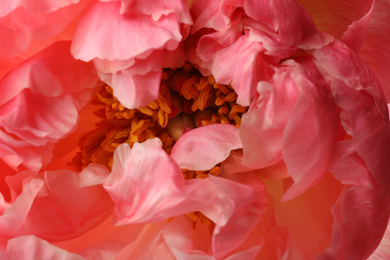 Closeup view of beautiful blooming pink peony