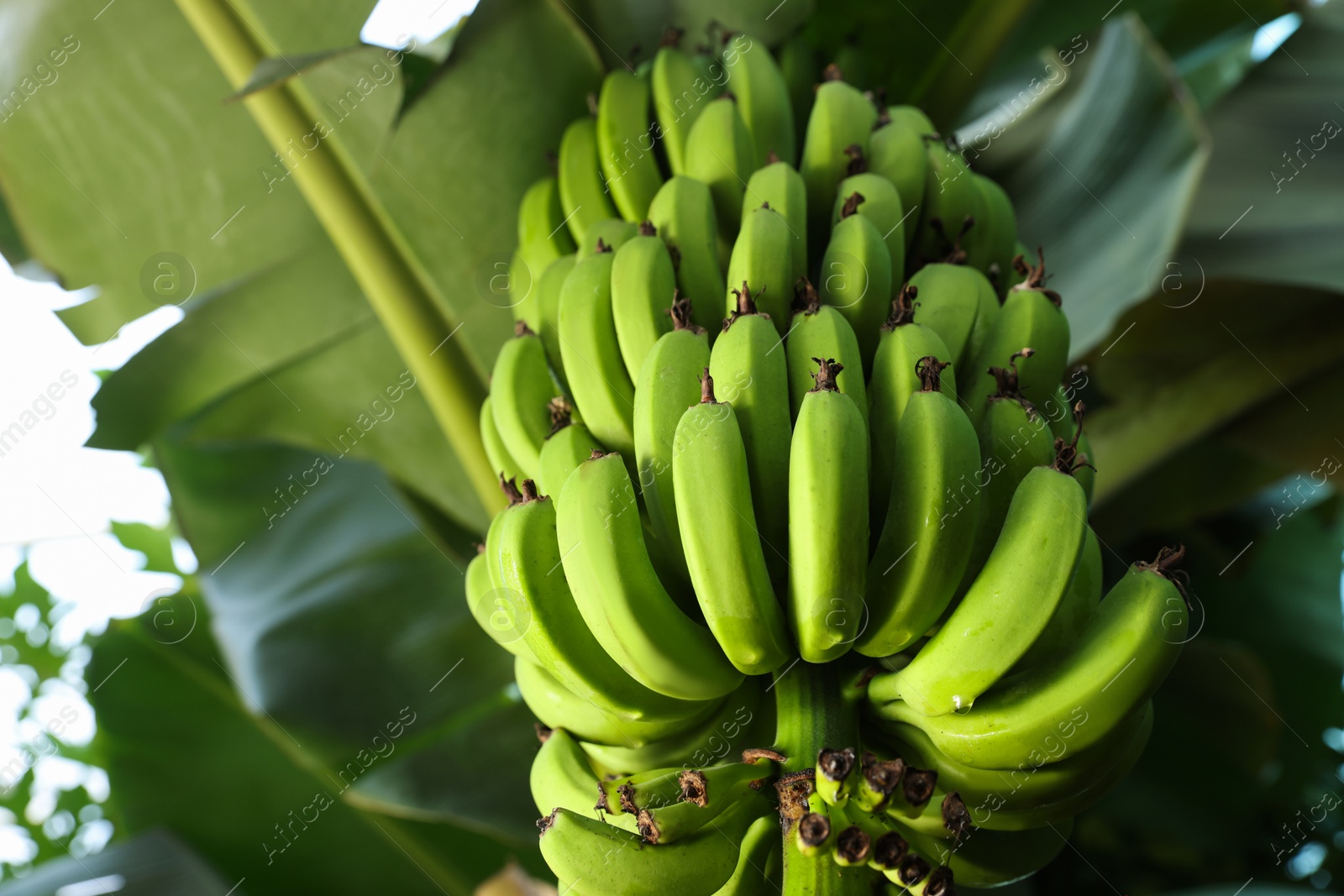 Photo of Unripe bananas growing on tree outdoors, low angle view. Space for text